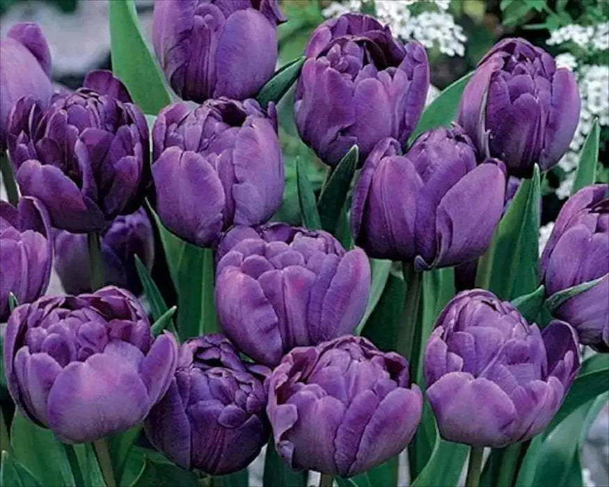 Double Late Blue Spectacle' TULIP  Bulbs, Fall PLANTING - Caribbean garden seed
