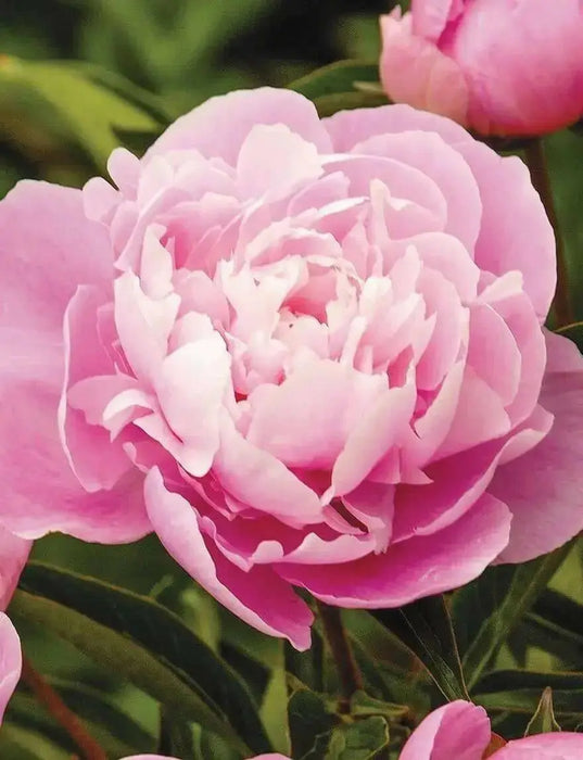 Dr. Alexander Fleming Peony '(Bareroots Plant) 3-4 Eyes, Perennial Shrub. - Caribbean garden seed