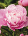 Dr. Alexander Fleming Peony '(Bareroots Plant) 3-4 Eyes, Perennial Shrub. - Caribbean garden seed