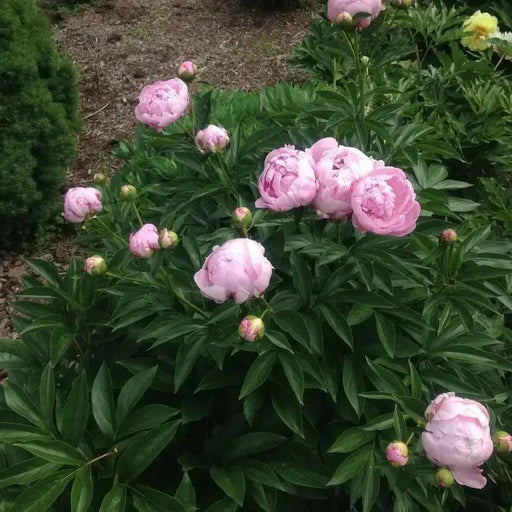 Dr. Alexander Fleming Peony '(Bareroots Plant) 3-4 Eyes, Perennial Shrub. - Caribbean garden seed