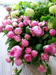 Dr. Alexander Fleming Peony '(Bareroots Plant) 3-4 Eyes, Perennial Shrub. - Caribbean garden seed