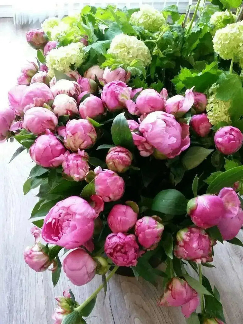 Dr. Alexander Fleming Peony '(Bareroots Plant) 3-4 Eyes, Perennial Shrub. - Caribbean garden seed