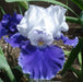 Drifting bearded iris, Perennial Plant Rhizome - Caribbean garden seed
