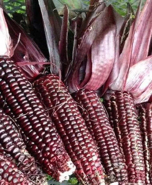 Double Red Sweet Corn , VEGETABLE SEEDS, - Caribbean garden seed