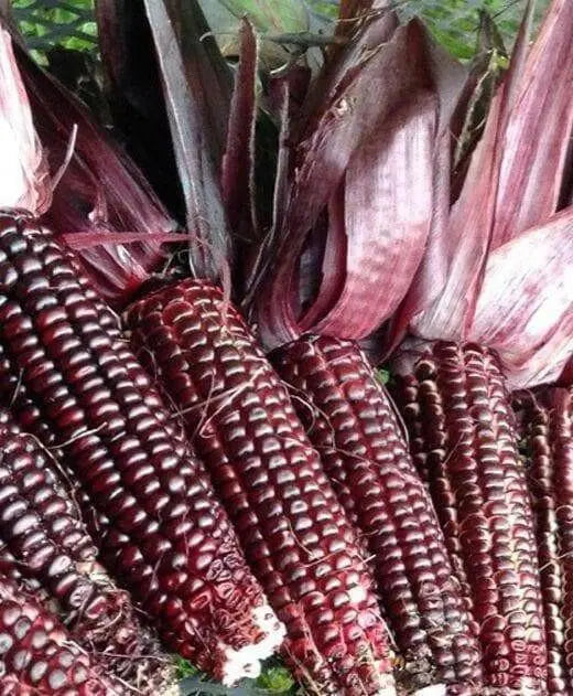 Double Red Sweet Corn , VEGETABLE SEEDS, - Caribbean garden seed