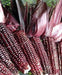 Double Red Sweet Corn , VEGETABLE SEEDS, - Caribbean garden seed