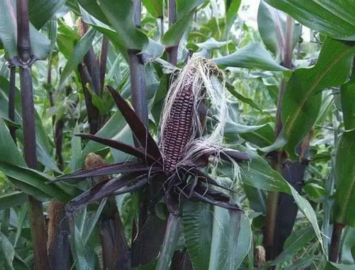 Double Red Sweet Corn , VEGETABLE SEEDS, - Caribbean garden seed