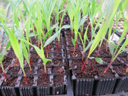 Double Red Sweet Corn , VEGETABLE SEEDS, - Caribbean garden seed