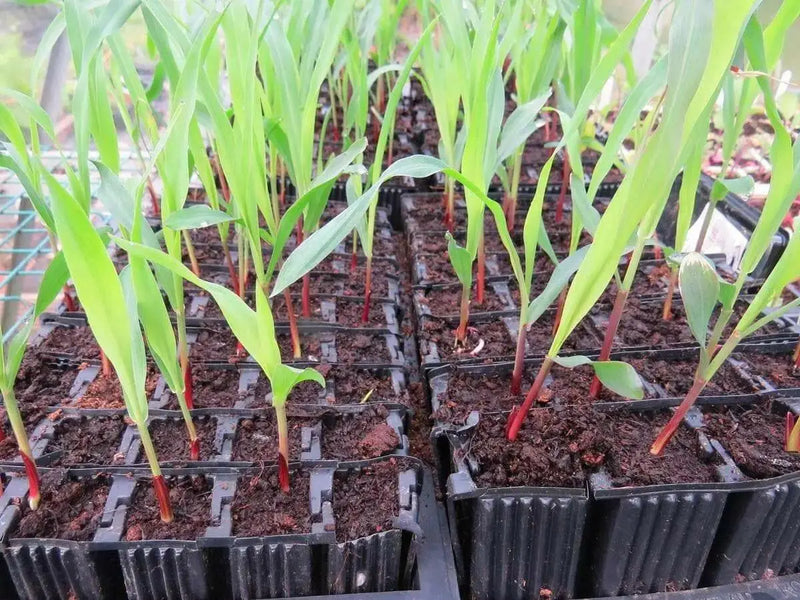 Double Red Sweet Corn , VEGETABLE SEEDS, - Caribbean garden seed