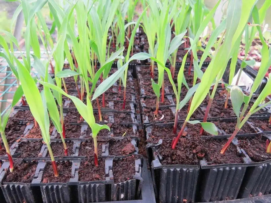 Double Red Sweet Corn , VEGETABLE SEEDS, - Caribbean garden seed
