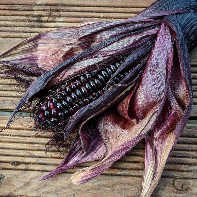 Double Red Sweet Corn , VEGETABLE SEEDS, - Caribbean garden seed