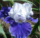 DRIFTING' Bearded Iris, Perennial Bareroot Plant - Caribbean garden seed