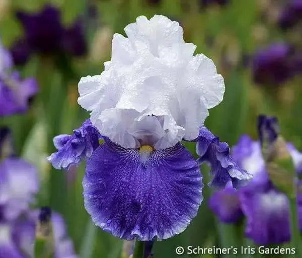 DRIFTING' Bearded Iris, Perennial Bareroot Plant - Caribbean garden seed