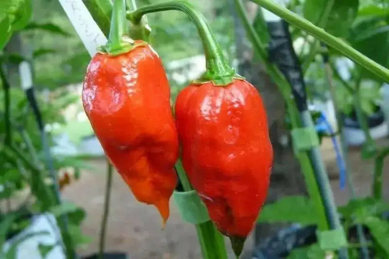 Dorset Naga HOT Pepper SEEDS (Capsicum Chinense) - Caribbean garden seed