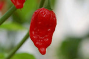Dorset Naga HOT Pepper SEEDS (Capsicum Chinense) - Caribbean garden seed