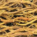 DRIED Jamaican Sarsaparilla Root - Caribbean garden seed
