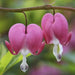 Dicentra spectabilis ( BARE ROOT PLANT)  PERENNIAL FLOWERE - Caribbean garden seed