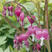 Dicentra spectabilis ( BARE ROOT PLANT)  PERENNIAL FLOWERE - Caribbean garden seed