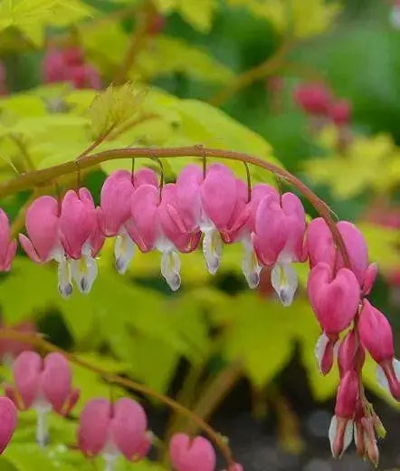 Dicentra spectabilis ( BARE ROOT PLANT)  PERENNIAL FLOWERE - Caribbean garden seed