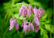 Dicentra spectabilis ( BARE ROOT PLANT)  PERENNIAL FLOWERE - Caribbean garden seed