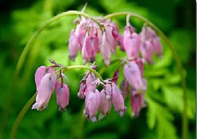 Dicentra spectabilis ( BARE ROOT PLANT)  PERENNIAL FLOWERE - Caribbean garden seed