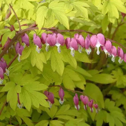Dicentra spectabilis ( BARE ROOT PLANT)  PERENNIAL FLOWERE - Caribbean garden seed