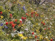 Dryland Wild Flower Seed Mix ,2 oz - Caribbean garden seed