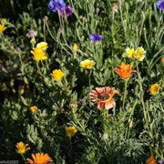 Dryland Wild Flower Seed Mix ,2 oz - Caribbean garden seed