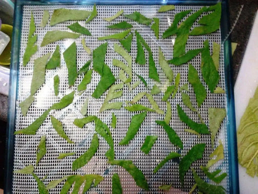 Dried Cut Mullein Leaf - 100% Organic Chemical free ! - Caribbean garden seed