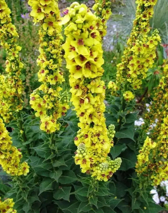 Dried Cut Mullein Leaf - 100% Organic Chemical free ! - Caribbean garden seed