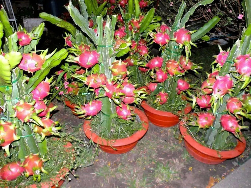Dragon Fruit,  seeds (Hylocereus undatus) Open Pollinated-Perennial cactus - Caribbean garden seed