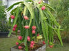 Dragon Fruit,  seeds (Hylocereus undatus) Open Pollinated-Perennial cactus - Caribbean garden seed