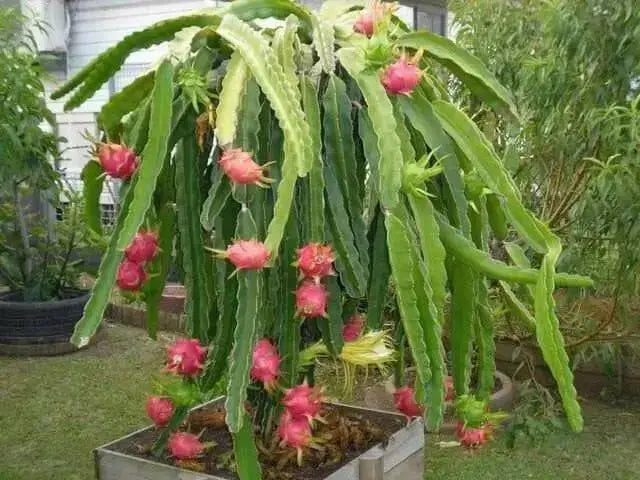 Dragon Fruit,  seeds (Hylocereus undatus) Open Pollinated-Perennial cactus - Caribbean garden seed
