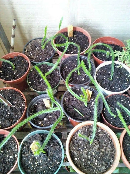 Dragon Fruit,  seeds (Hylocereus undatus) Open Pollinated-Perennial cactus - Caribbean garden seed