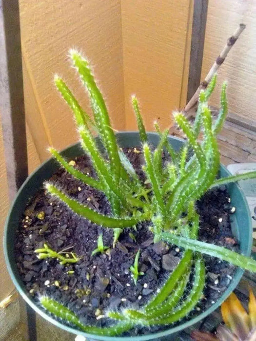 Dragon Fruit,  seeds (Hylocereus undatus) Open Pollinated-Perennial cactus - Caribbean garden seed