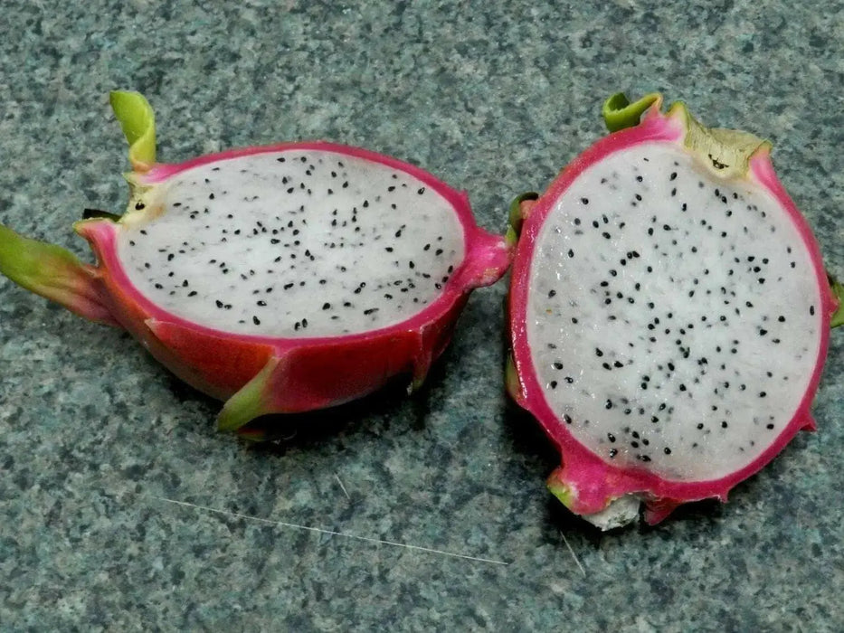 Dragon Fruit,  seeds (Hylocereus undatus) Open Pollinated-Perennial cactus - Caribbean garden seed