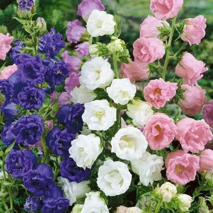 Double Mix CUP AND SAUCER Campanula Seeds Wonderful mix of colors: pink, rose, lavender, violet, white, or blue. - Caribbean garden seed