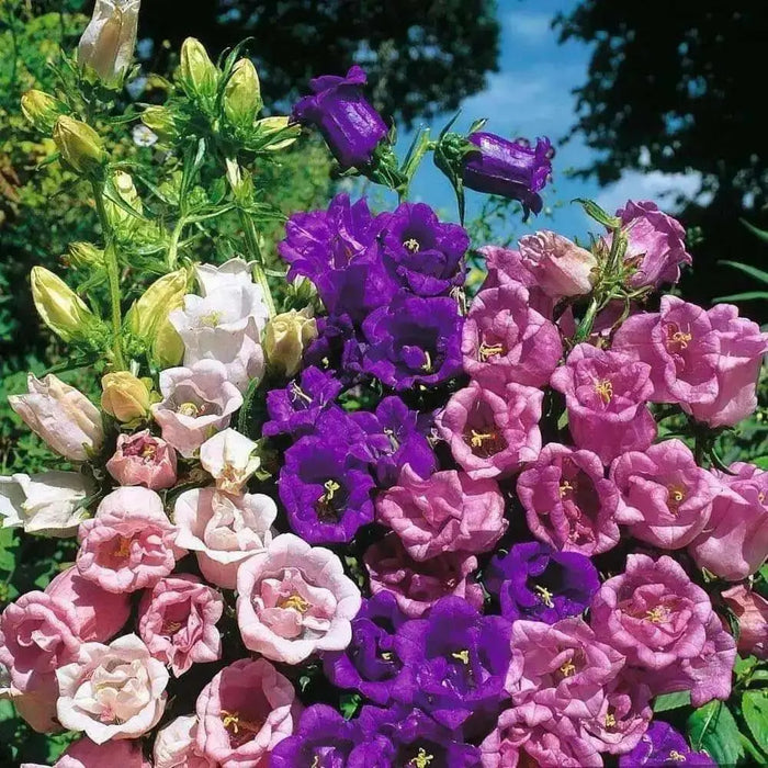 Double Mix CUP AND SAUCER Campanula Seeds Wonderful mix of colors: pink, rose, lavender, violet, white, or blue. - Caribbean garden seed