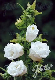 Double Mix CUP AND SAUCER Campanula Seeds Wonderful mix of colors: pink, rose, lavender, violet, white, or blue. - Caribbean garden seed