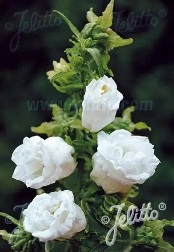 Double Mix CUP AND SAUCER Campanula Seeds Wonderful mix of colors: pink, rose, lavender, violet, white, or blue. - Caribbean garden seed