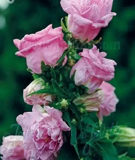 Double Mix CUP AND SAUCER Campanula Seeds Wonderful mix of colors: pink, rose, lavender, violet, white, or blue. - Caribbean garden seed