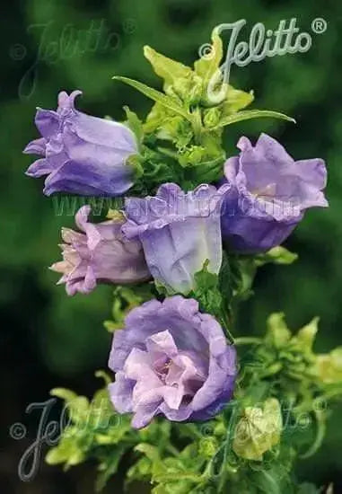 Double Mix CUP AND SAUCER Campanula Seeds Wonderful mix of colors: pink, rose, lavender, violet, white, or blue. - Caribbean garden seed