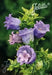 Double Mix CUP AND SAUCER Campanula Seeds Wonderful mix of colors: pink, rose, lavender, violet, white, or blue. - Caribbean garden seed