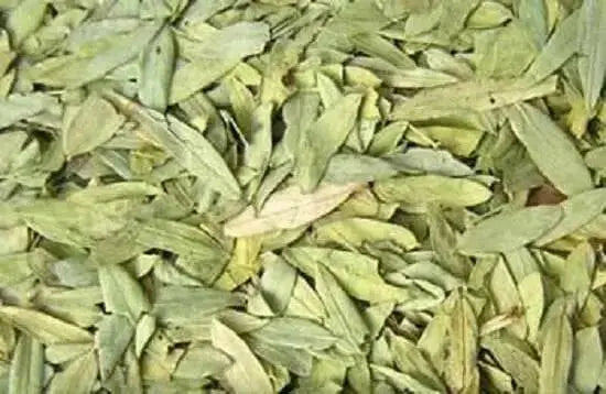 Dried Senna Leaf ,herbal tea, true senna, Organic Herb - Caribbean garden seed