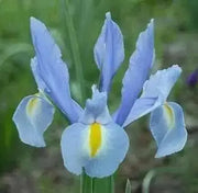 Dutch Iris Bulbs, Light Blue, PERENNIAL - Caribbean garden seed