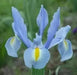 Dutch Iris Bulbs, Light Blue, PERENNIAL - Caribbean garden seed