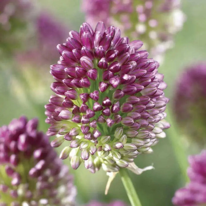 Drumstick Allium BULBS,,Perennial in Zones 4-8" - Caribbean garden seed