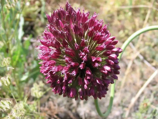 Drumstick Allium BULBS,,Perennial in Zones 4-8" - Caribbean garden seed