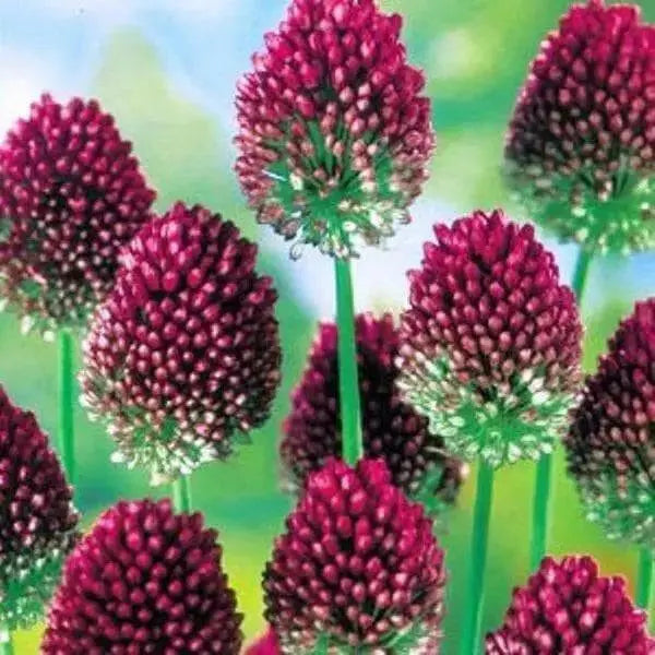 Drumstick Allium BULBS,,Perennial in Zones 4-8" - Caribbean garden seed