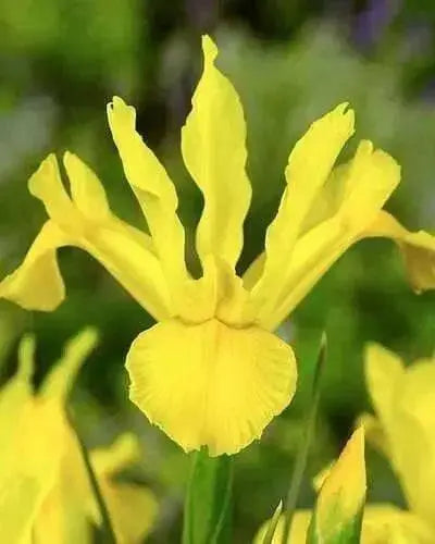 Dutch iris bulbs, Golden Harvest, fall planting - Caribbean garden seed